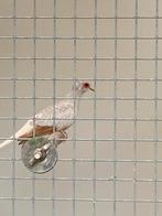 Diamantduif 2025, Dieren en Toebehoren, Vogels | Overige Vogels, Mannelijk