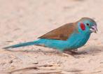 2 blauwkop fazant mannen, Dieren en Toebehoren, Vogels | Overige Vogels, Mannelijk