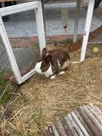 Konijn, Dieren en Toebehoren, Konijnen, Geslacht onbekend, Middelgroot