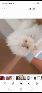 Mooie lieve Ragdoll, Dieren en Toebehoren, Katten en Kittens | Raskatten | Langhaar, Kater, Ingeënt