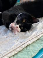 Kitten katten poes kater zwart wit, Dieren en Toebehoren, Katten en Kittens | Overige Katten, Geslacht onbekend, Kortharig, 0 tot 2 jaar
