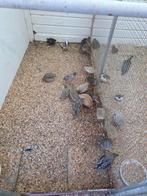 Japanse kwartels, Dieren en Toebehoren, Vogels | Overige Vogels, Meerdere dieren