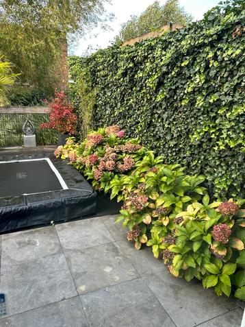 7 hortensia’s beschikbaar voor biedingen