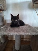 2 kittens aangeboden, Dieren en Toebehoren, Katten en Kittens | Overige Katten, Meerdere dieren, Kortharig, 0 tot 2 jaar