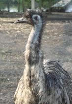 Gezocht emoe HEN!, Dieren en Toebehoren, Vrouwelijk, Overige soorten