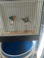 Koppel papegaai amedine zeegroen, Meerdere dieren, Tropenvogel