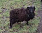 Te Koop Ouessant ram (2025), Dieren en Toebehoren, Schapen, Geiten en Varkens, Mannelijk, Schaap