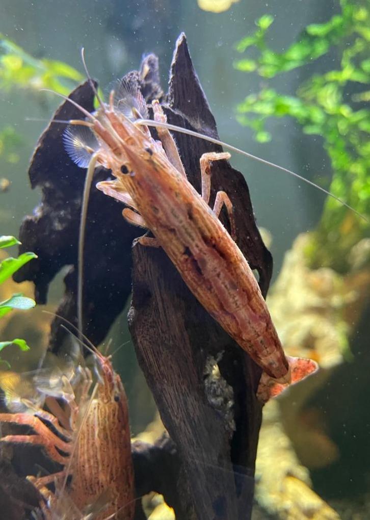 Aziatische Rots-Waaierhandgarnaal "Atyopsis moluccensis", Dieren en Toebehoren, Vissen | Aquariumvissen, Zoetwatervis, Kreeft, Krab of Garnaal