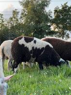 Diverse dekrammen, Dieren en Toebehoren, Schaap, 0 tot 2 jaar
