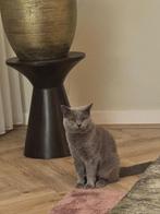 Prachtige super lieve kater 16 maanden, Dieren en Toebehoren, Kater