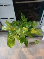 Plant, Ophalen, Volle zon, Overige soorten, Minder dan 100 cm