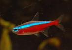 kardinaaltetra €1,50, Dieren en Toebehoren, Vissen | Aquariumvissen, Vis, Zoetwatervis