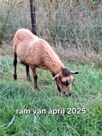Barbados Black belly rammen, Dieren en Toebehoren, Mannelijk, Schaap