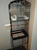 2 jonge grasparkietjes mannetje en vrouwtje met nieuwe kooi, Dieren en Toebehoren, Meerdere dieren, Parkiet