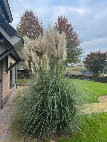 Pampasgras - Siergras met pluimen (kan ook per steel) beschikbaar voor biedingen