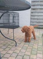 Dwergpoedel dekreu, Rabiës (hondsdolheid), 1 tot 2 jaar, Nederland, Eén hond