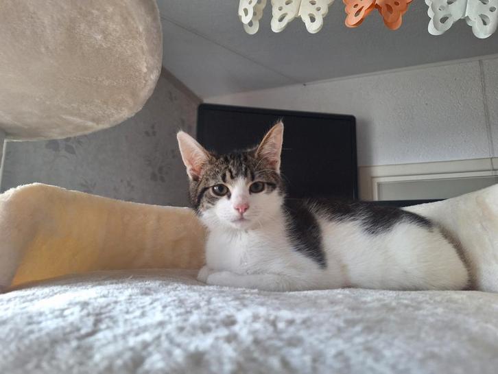 Jonge katjes 4,5 maand oud, Dieren en Toebehoren, Katten en Kittens | Overige Katten, Kortharig, Meerdere dieren, 0 tot 2 jaar