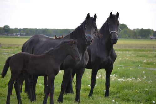 meerdere mooie Friese paarden te koop, Dieren en Toebehoren, Paarden, Meerdere dieren, Onbeleerd, 160 tot 165 cm, 3 tot 6 jaar