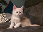 Raszuivere Maine coon katertje, shaded lijnen, Dieren en Toebehoren, Kater, Gechipt