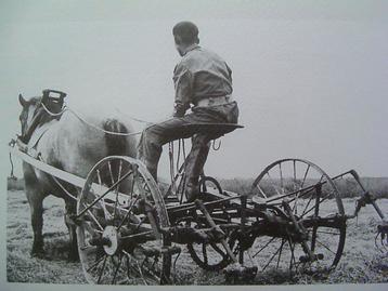 Het Belgische trekpaard in de Zeeuwse landbouw. beschikbaar voor biedingen