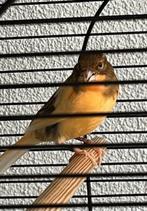 Mooie harlekijn kanarie mannen 2025, Dieren en Toebehoren, Vogels | Kanaries, Mannelijk, Kleurkanarie
