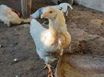3 hennetjes, Dieren en Toebehoren, Pluimvee, Vrouwelijk, Kip