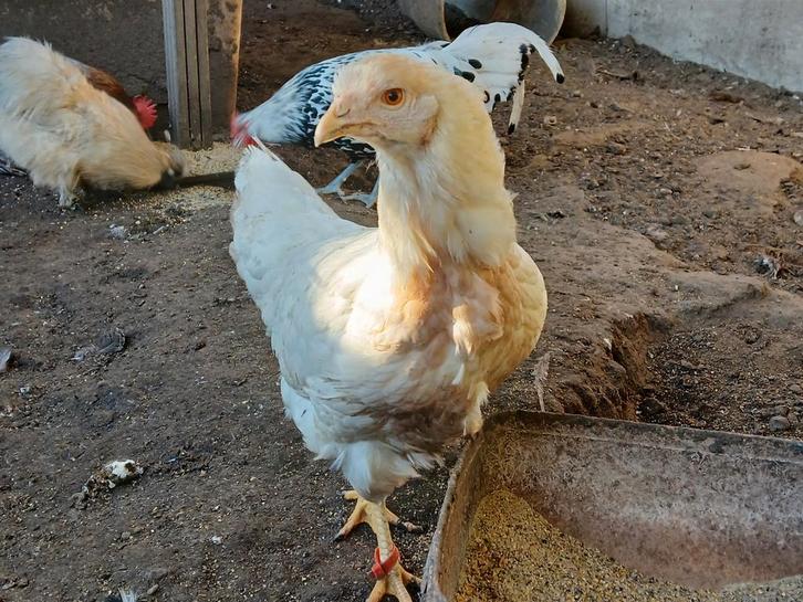3 hennetjes, Dieren en Toebehoren, Pluimvee, Kip, Vrouwelijk