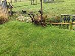 Loopeend, Dieren en Toebehoren, Pluimvee, Geslacht onbekend, Eend