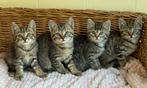 Prachtige (rood) getijgerde kittens zoeken personeel, Dieren en Toebehoren, Katten en Kittens | Overige Katten, Meerdere dieren