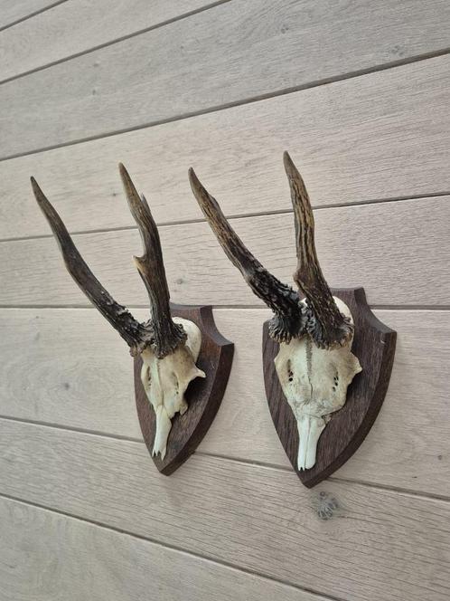 2 Mooie Ree Geweien samen € 19 Mancave Jacht Landelijk c31, Verzamelen, Dierenverzamelingen, Gewei of Kop, Hert, Ophalen of Verzenden