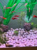 Endler guppy’s, Vis