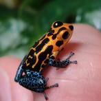 Ranitomeya imitator 'Varadero', Amfibie