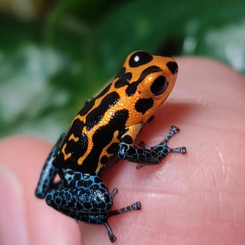 Ranitomeya imitator 'Varadero', Dieren en Toebehoren, Reptielen en Amfibieën, Amfibie