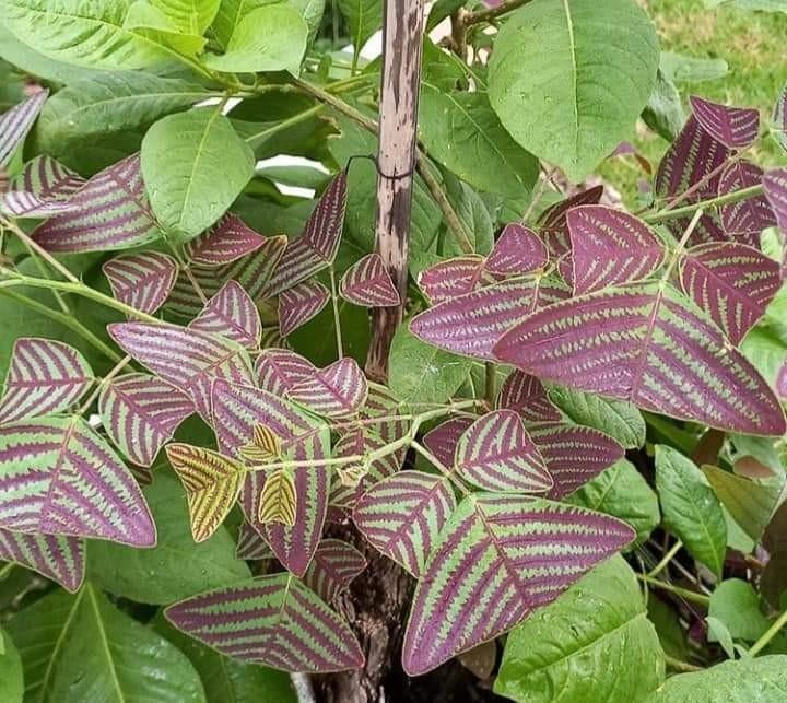 Verse zaden Christia obcordata 5 zaden, Tuin en Terras, Bloembollen en Zaden, Volle zon, Verzenden