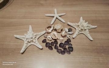 Jaren oude schelpen en Zeesterren Collectie beschikbaar voor biedingen