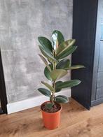 Ficus Elastica Robusta - Kamerplant 90cm, Huis en Inrichting, Kamerplanten, Ophalen, Ficus, Halfschaduw, Minder dan 100 cm
