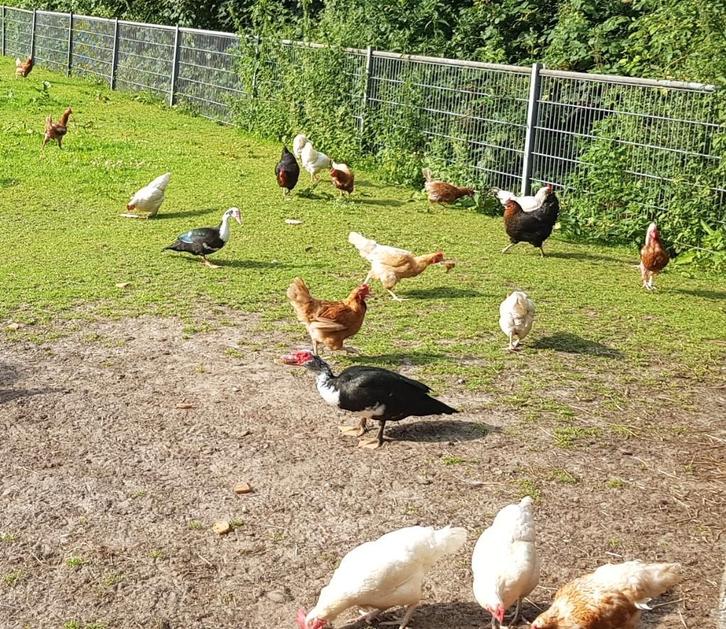 9 legkippen met haan, Dieren en Toebehoren, Pluimvee, Kip, Vrouwelijk