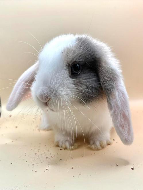 Lieve tamme hangoor dwerg konijntjes voedsters, Dieren en Toebehoren, Konijnen, Dwerg, Vrouwelijk, 0 tot 2 jaar, Hangoor