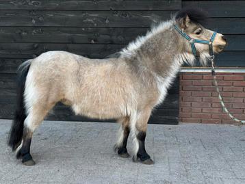 Mini paard buckskin pony  beschikbaar voor biedingen