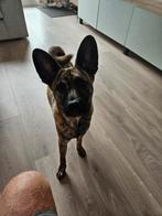 Op zoek naar een warm huisje voor Bowie, Dieren en Toebehoren, Honden | Niet-rashonden, 15 weken tot 1 jaar, Reu, Eén hond, Middel