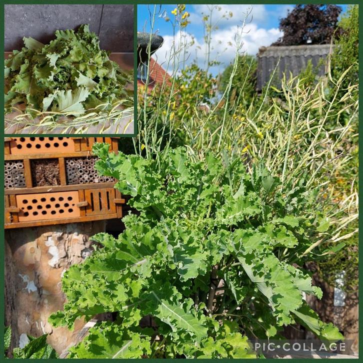 Eeuwig krulkool zaden - biologisch geteeld, Tuin en Terras, Bloembollen en Zaden, Volle zon, Ophalen of Verzenden