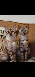 2 bengaal zussen met stamboom  (herplaatsers), Dieren en Toebehoren, Katten en Kittens | Overige Katten, Poes