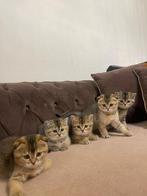 5 prachtige kittens:Scottish Fold x Brits Korthaar& Golden, Dieren en Toebehoren, Katten en Kittens | Raskatten | Korthaar, Meerdere dieren
