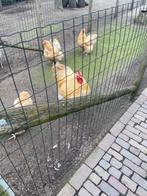 Broedeieren Orpington buff, Dieren en Toebehoren, Pluimvee, Geslacht onbekend, Kip