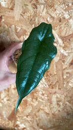 Alocasia Heterophylla plantje, Ophalen of Verzenden, Halfschaduw, Minder dan 100 cm