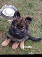 Oud Duitse herder pups, Dieren en Toebehoren, Honden | Herdershonden en Veedrijvers, CDV (hondenziekte), 8 tot 15 weken, Meerdere