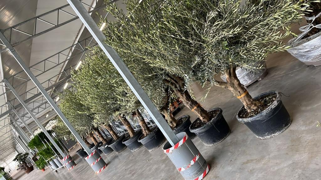 Grote dikke tertakte olijfbomen, Ophalen of Verzenden, Overige soorten, Volle zon