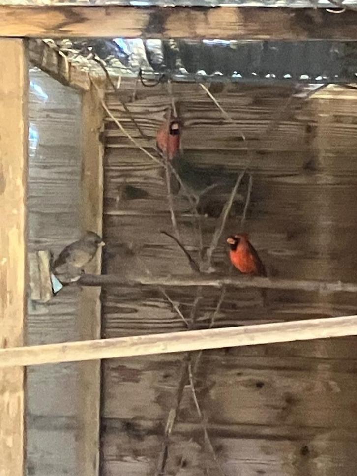 Rode kardinalen van 2025, topkwaliteit, Dieren en Toebehoren, Vogels | Overige Vogels, Tropenvogel, Meerdere dieren, Geringd