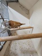 Te koop koppel japanse meeuwen roodbruin, Dieren en Toebehoren, Meerdere dieren, Tropenvogel, Geringd