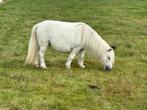 2 prachtige NSPS mini merries., Dieren en Toebehoren, Pony's, Merrie, Niet van toepassing, 0 tot 2 jaar, Gechipt